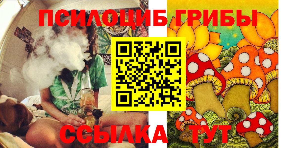 Псилоцибиновые грибы Psilocybe Будённовск